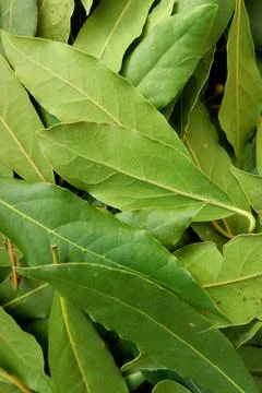 Close up on selection of fresh bay leaf, laurel, Laurus nobilis leaves as a.. Stock Photos