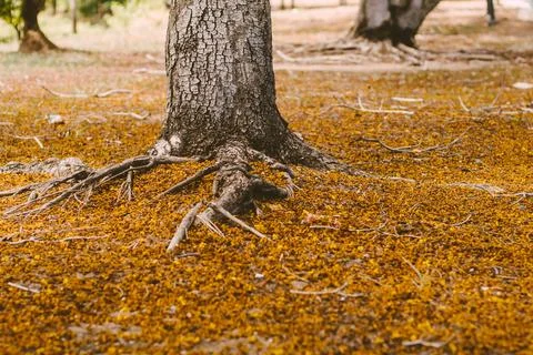 Close up selective focus Autumn Background of a colorful forest with big ro.. Foto stock