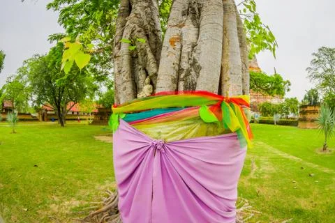 Close up of selective focus of beautiful Buddha in a tree in Ayutthaya Province Stock Photos