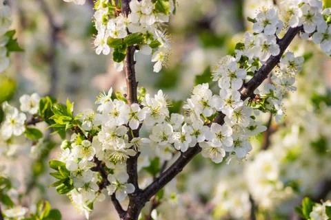 Close up selective focus of blooming apple Foto stock