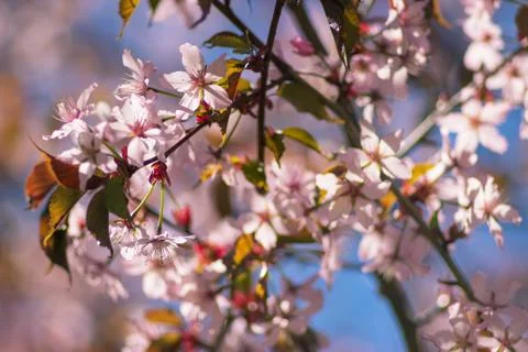 Close up selective focus of blooming cherry Fotos de archivo