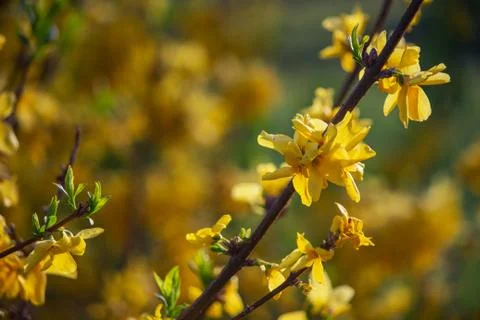 Close up selective focus of blooming forsythia Stock Photos
