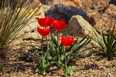 Close up selective focus of blooming tulips Foto stock