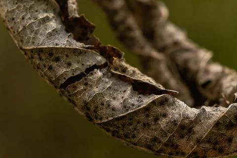 A close-up, selective focus on a brown leaf suspended Stock Photos