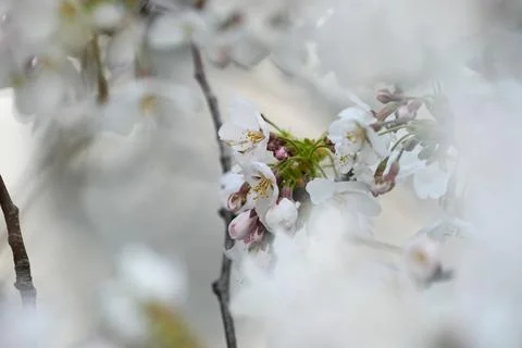 Close up selective focus of Cherry Blossom flowers in Washington DC Stock Photos