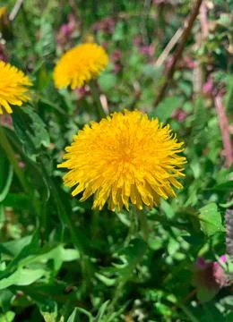 Close up selective focus dandelion on grass background. Stock Photos