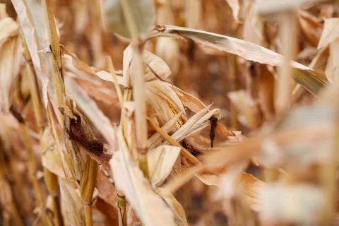 Close up selective focus on dried corn Stock Photos