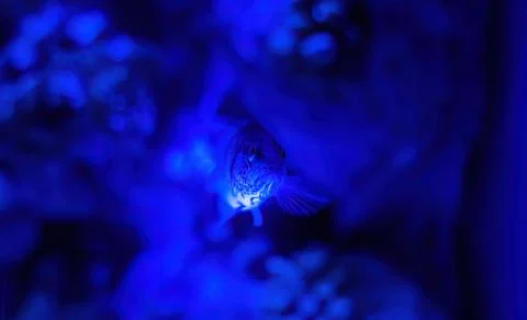 Close up selective focus of a fish face looking sad inside a water. Foto stock