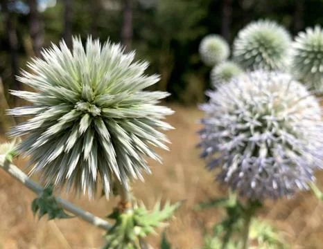 Close up selective focus of Great globe thistle Stock Photos