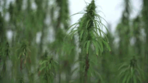 Close-up selective focus on hemp plant, surrounded by blurred green foliage Stock Footage 294295058