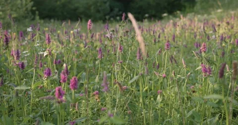 Close up selective focus of long stems and not yet blooming of cute small purple Stock Footage 147752129