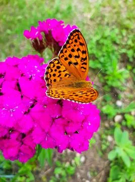 Close up selective focus Open winged shots of a brown Great Spangled Fritilla Stock Photos