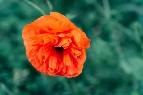 Close-up of selective focus of a red field poppy flower Papaver, blooming in a Stock Photos