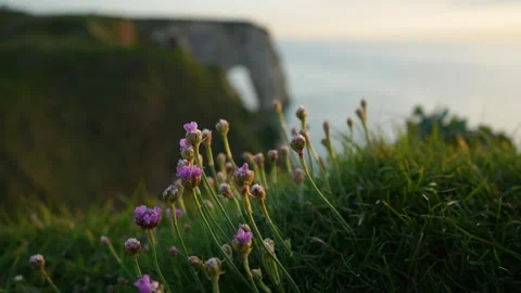 Close-up selective focus shot of green grass with view of famous rock arch in Video stock 242186249