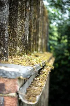 A Close Up Selective Focus Shot Of A Moss Filled Gutter And Corrugated Iron Stock Photos