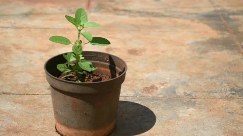 Close up selective focus  video of a holy basil Plant  in black pot under the Stock Footage 163905741