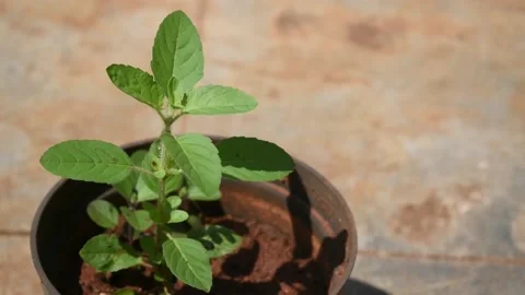 Close up selective focus video of a holy basil Plant called Tulsi in India in Stock Footage 165476072