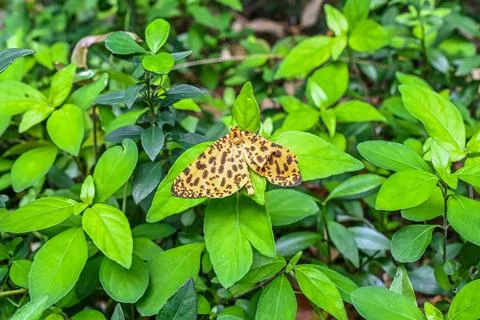 A close up selective focus view captures a vibrant yellow spotted leopard l.. 写真素材
