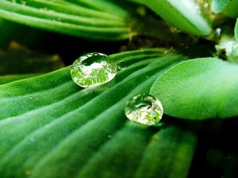 Close up selective focus of a Water lettuce or Pistia stratiotes Stock Photos