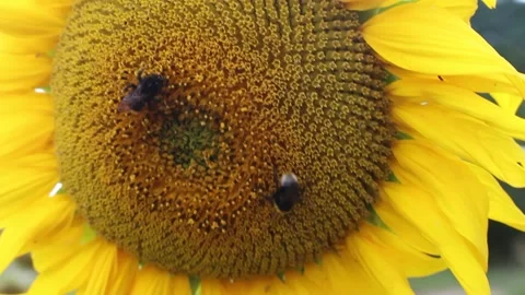 Close up selective focus yellow busy bees striped bumblebees Video stock 214296460