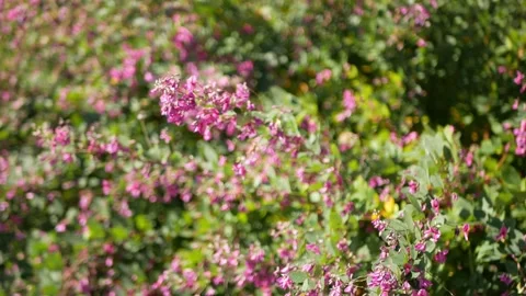 Close up selective focusing view to pink flower with windy blowing under su.. Stock Footage 252059509