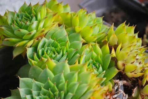 Close up of Sempervivum Stock Photos