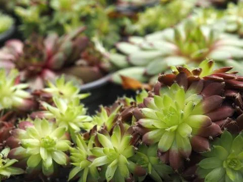 Close-up of Sempervivum Stock Photos