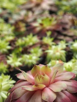 Close-up of Sempervivum Stock Photos