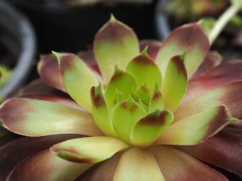 Close-up of Sempervivum Stock Photos