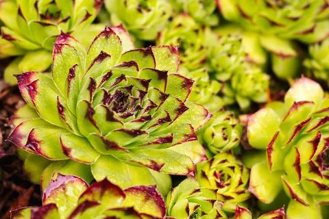 Close up of Sempervivum with raindrops Фото