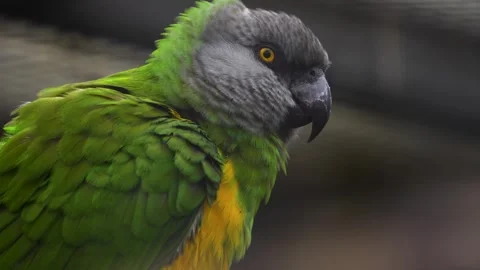 Close up of a A senegal parrot  Stock Footage 258081834
