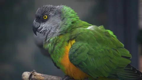Close up of a senegal parrot Stock Footage 272816737