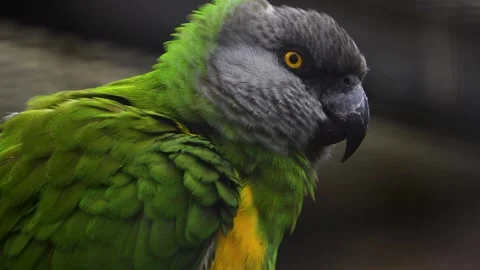 Close up of a senegal parrot looking Stock Footage 258843542