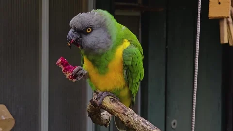 Close up of a senegal parrot sitting Stock Footage 259589598