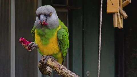 Close up of a senegal parrot sitting Stock Footage 259589717