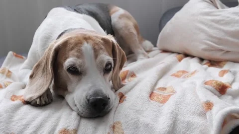 Close-up of Senior Beagle Relaxing on Blanket Indoors Stock Footage 320002922