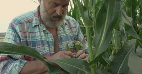Close senior farmer in hat examines the corn cobs and explains in green field Video stock 129099659