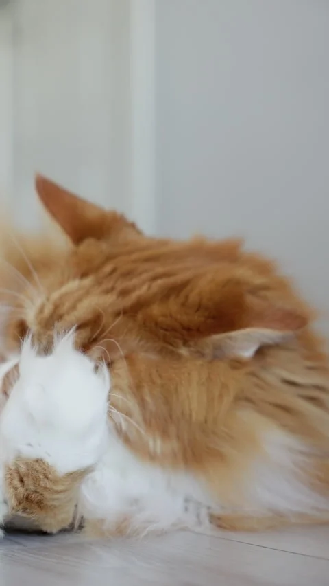 Close-up sequence of a fluffy ginger tabby cat lying indoors and tenderly Stock-Footage 317159136