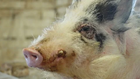Close-up sequence of a fluffy, spotted farm pig inside a rustic barn, from side Stock Footage 332336504