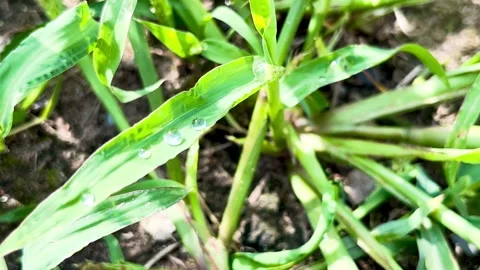 Close-up sequence of vibrant green grass blades adorned with water droplets Stock Footage 317496273