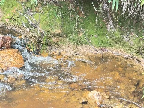 Close-up of serene forest stream Stock Photos