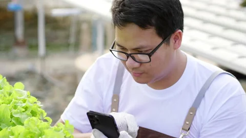 Close up serious Asian farmer checking quality of hydroponic vegetables Stock Footage 221691870
