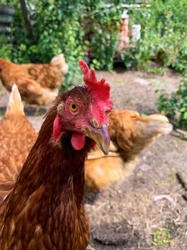 A close-up of a serious brown hen looking into the camera. Stock Photos