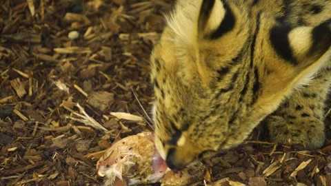 Close up of a Serval cat eating Stock Footage 268744516