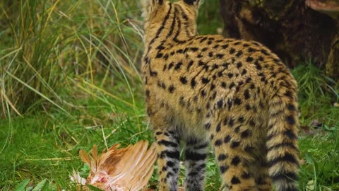 Close up of a Serval cat in fall. Stock Footage 257255518