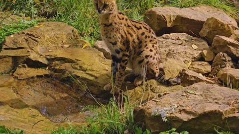  Close up of a Serval cat  Stock Footage 253056698
