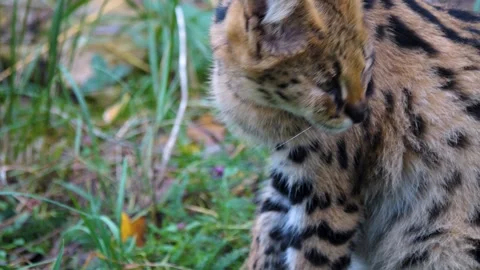 Close up of a Serval cat Stock Footage 256917188