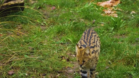 Close up of a Serval cat Stock Footage 257122430