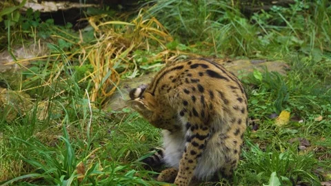 Close up of a Serval cat Stock Footage 257267280