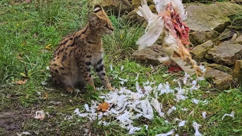 Close up of a Serval cat Stock Footage 257364800